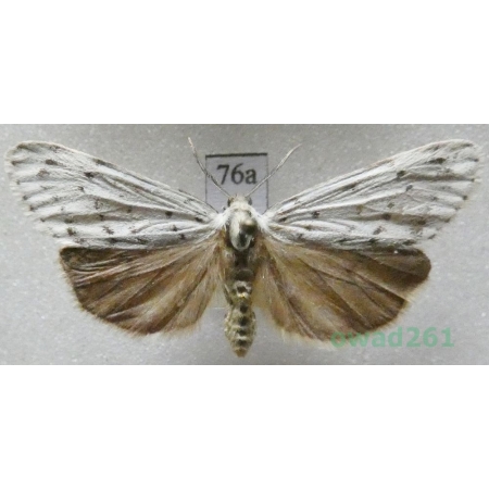 Coscinia cribraria (Linnaeus, 1758) male Czech76a